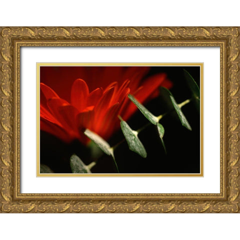 Red Daisy Gold Ornate Wood Framed Art Print with Double Matting by Stalus, Judy