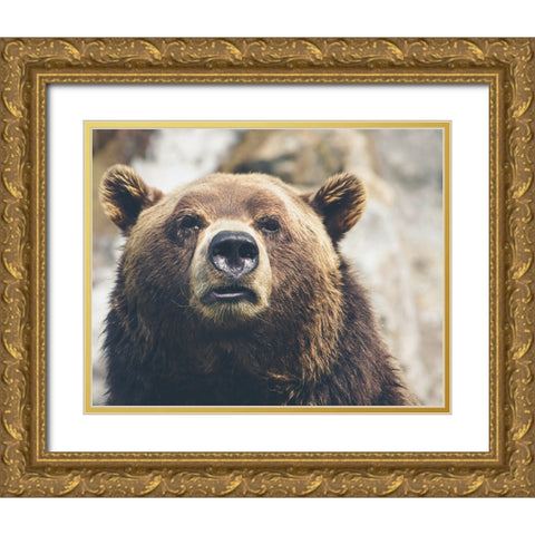 Bear Stare I Gold Ornate Wood Framed Art Print with Double Matting by Smith, Karen