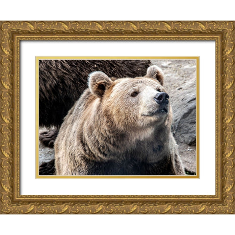 Bear Stare II Gold Ornate Wood Framed Art Print with Double Matting by Smith, Karen