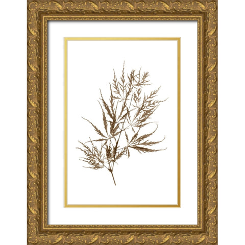 Japanese Maple Gold Ornate Wood Framed Art Print with Double Matting by Stalus, Judy