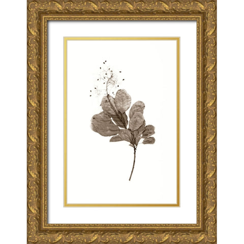 Filipendula Gold Ornate Wood Framed Art Print with Double Matting by Stalus, Judy