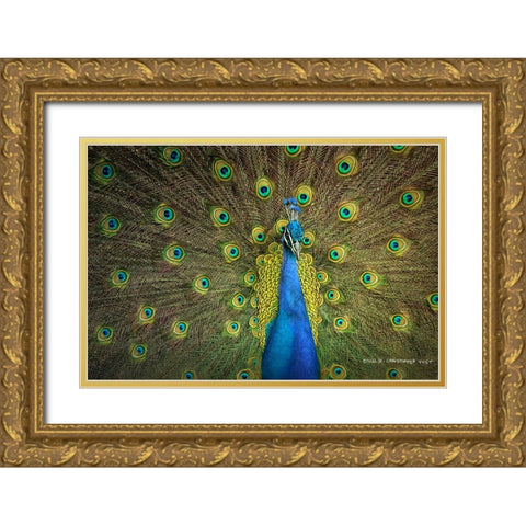Peacock Display Gold Ornate Wood Framed Art Print with Double Matting by Vest, Christopher