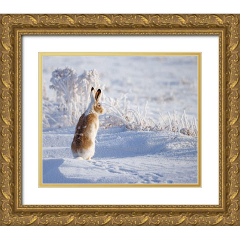 White-tailed jackrabbit Gold Ornate Wood Framed Art Print with Double Matting by Waldmann, Shlomo