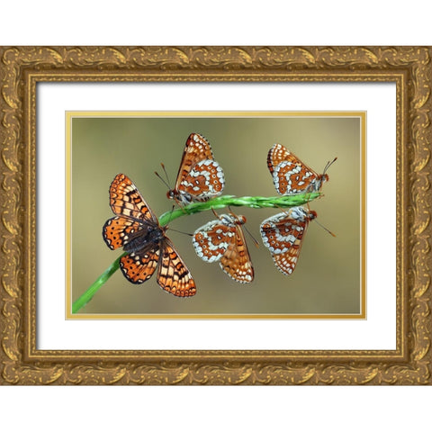 Doncella de Ondas Rojas Gold Ornate Wood Framed Art Print with Double Matting by Hoffman, Jimmy