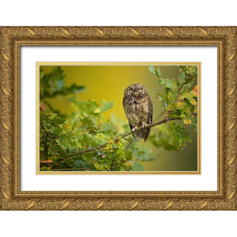 Eurasian Scops Owl Gold Ornate Wood Framed Art Print with Double Matting by Zygmunt, Milan