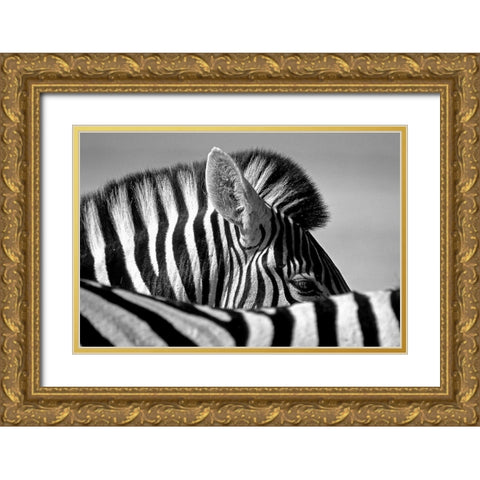 Curious Zebra Gold Ornate Wood Framed Art Print with Double Matting by Pelissier, Marc