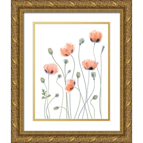 Poppies Gold Ornate Wood Framed Art Print with Double Matting by Disher, Mandy