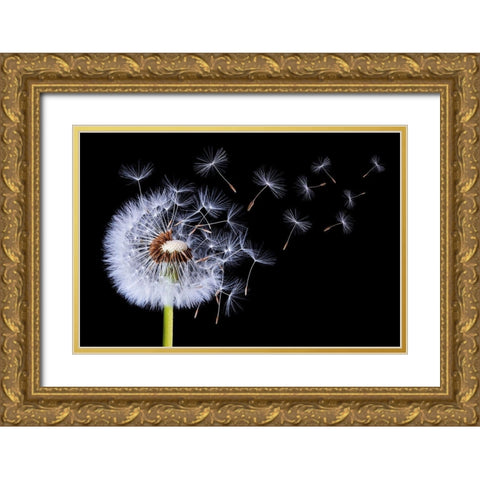 Dandelion Blowing Gold Ornate Wood Framed Art Print with Double Matting by Hamiti, Bess