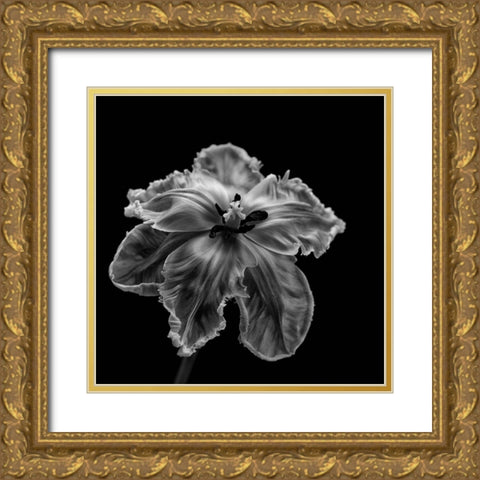 Parrot Tulip Gold Ornate Wood Framed Art Print with Double Matting by Gronkjaer, Lotte