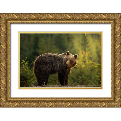 Backlit bear Gold Ornate Wood Framed Art Print with Double Matting by Krchnak, Richard