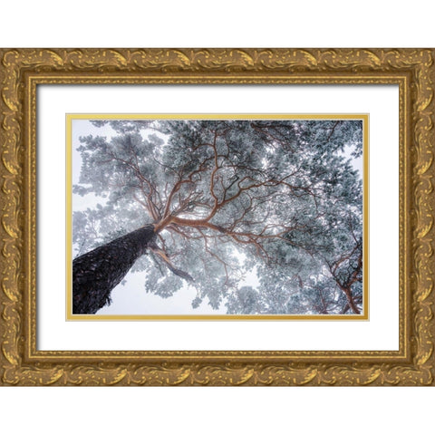 Winter tree lines Gold Ornate Wood Framed Art Print with Double Matting by Krivec, Ales