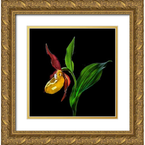 Macro CloseUp Photograph of The Ladys Slipper Orchid  Flower In the Wild Gold Ornate Wood Framed Art Print with Double Matting by De Angelli, Nora