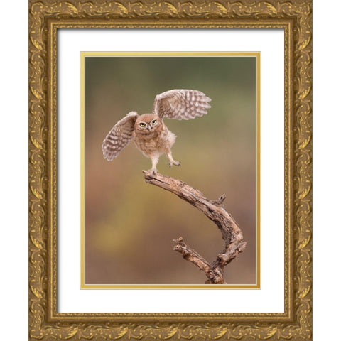 Im just a gigalo Gold Ornate Wood Framed Art Print with Double Matting by Eichelberg, Amnon