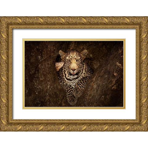 Leopard Resting on a Tree at Masai Mara Gold Ornate Wood Framed Art Print with Double Matting by Ozmen, Ozkan