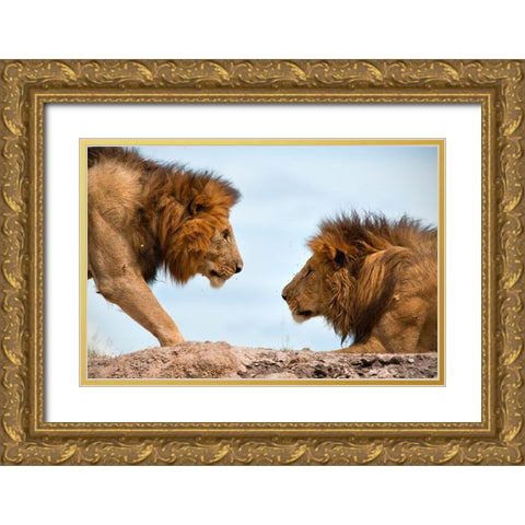 Face to Face Gold Ornate Wood Framed Art Print with Double Matting by Bibi, Tamir