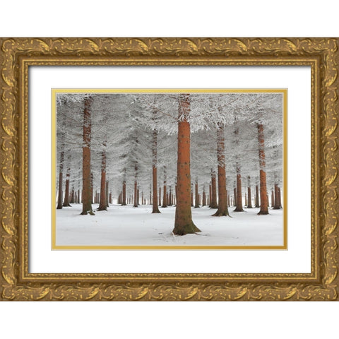 magical forest Gold Ornate Wood Framed Art Print with Double Matting by Petrovic, Dragisa