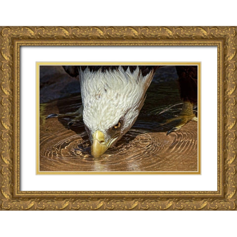 Cool Drink on a Hot Day Gold Ornate Wood Framed Art Print with Double Matting by Cox, Mark