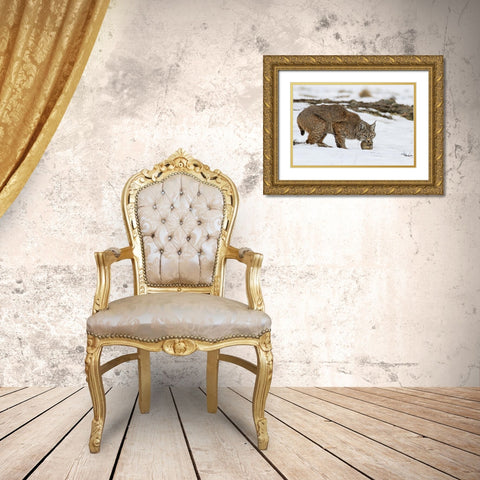 Bob the cat Gold Ornate Wood Framed Art Print with Double Matting by Verdon