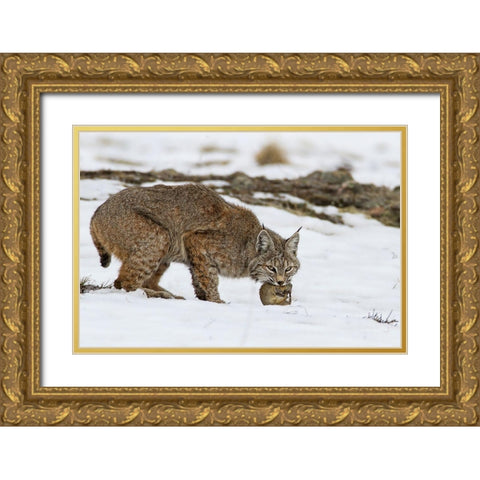 Bob the cat Gold Ornate Wood Framed Art Print with Double Matting by Verdon