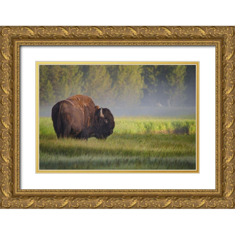 Bison in Morning Light Gold Ornate Wood Framed Art Print with Double Matting by Biswas, Sandipan