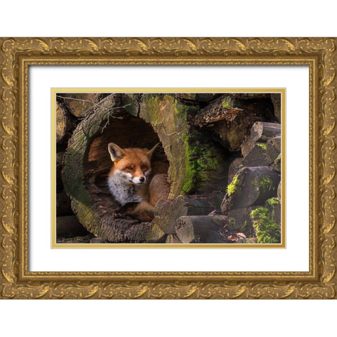 Fox Gold Ornate Wood Framed Art Print with Double Matting by van Ginkel, Cees