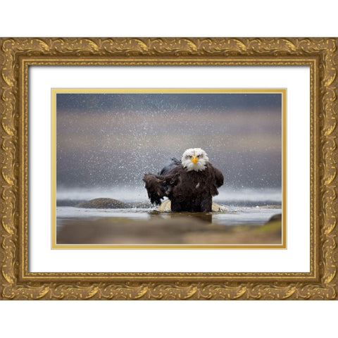Bald Eagle Gold Ornate Wood Framed Art Print with Double Matting by Zygmunt, Milan