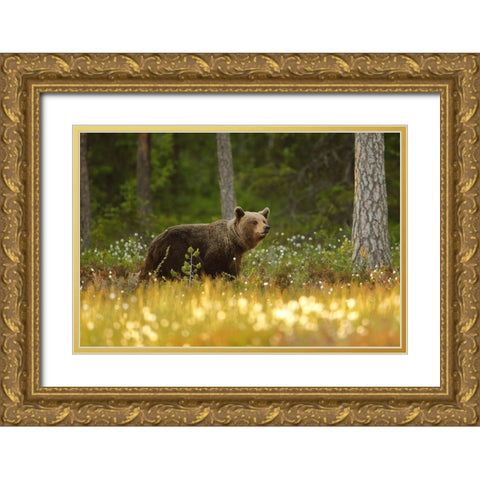 Brown Bear Gold Ornate Wood Framed Art Print with Double Matting by Gavra, Assaf