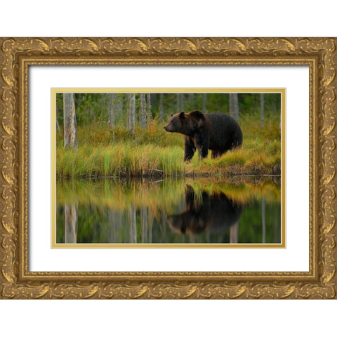Bear and fish Gold Ornate Wood Framed Art Print with Double Matting by Gavra, Assaf
