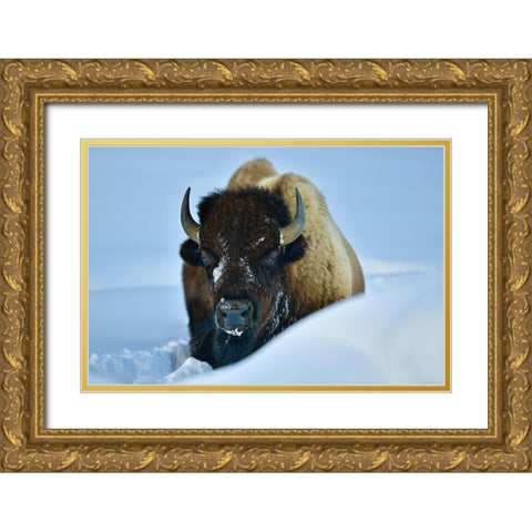Winter Bison Gold Ornate Wood Framed Art Print with Double Matting by Suradji, Surjanto