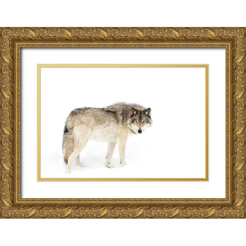 Canadian Timber wolf walking through the snow Gold Ornate Wood Framed Art Print with Double Matting by Cumming, Jim