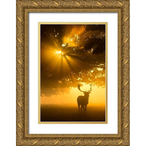 Mist on tree cant stop sunshine Gold Ornate Wood Framed Art Print with Double Matting by Uddin, Kutub