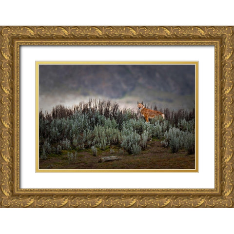Ethiopian Wolf Gold Ornate Wood Framed Art Print with Double Matting by Marchegiani, Roberto