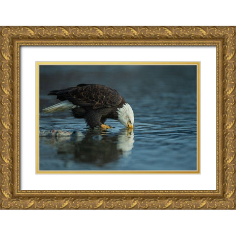 Bald eagle drink Gold Ornate Wood Framed Art Print with Double Matting by Ferraro, Valerio