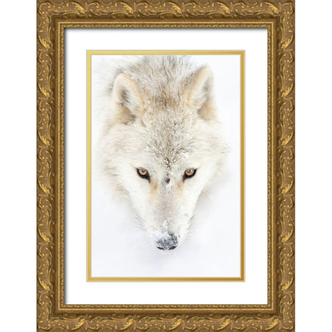 Arctic Wolf Closeup Gold Ornate Wood Framed Art Print with Double Matting by Cumming, Jim