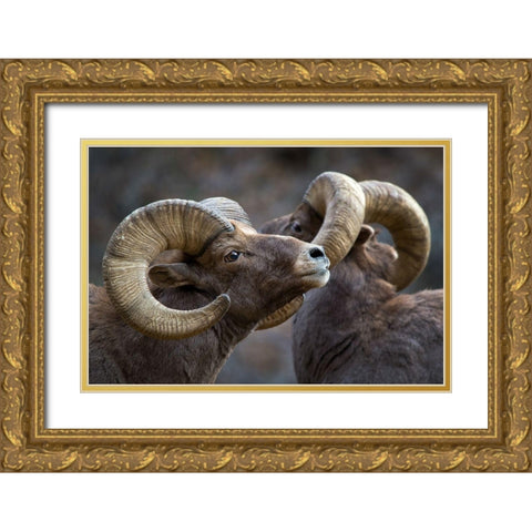 Bighorn sheep, Ovis canadensis Gold Ornate Wood Framed Art Print with Double Matting by Verdon