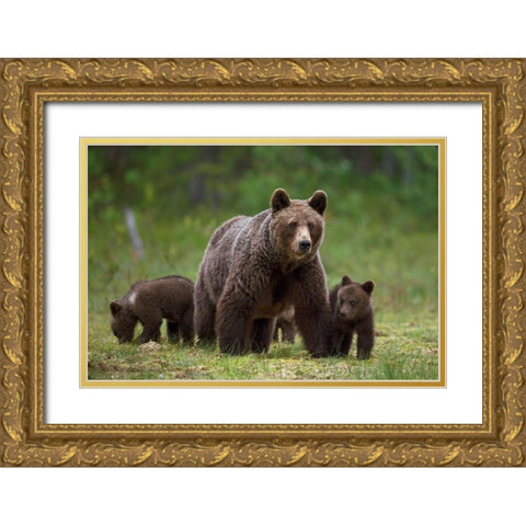 The family of the wood Gold Ornate Wood Framed Art Print with Double Matting by Pozzi, Marco