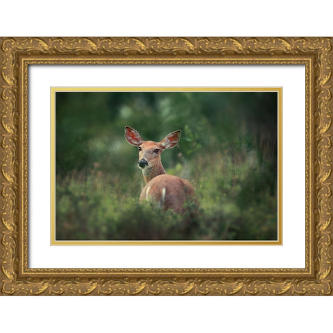 Doe eyed Gold Ornate Wood Framed Art Print with Double Matting by Li, Rob