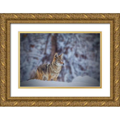 Coyote Gold Ornate Wood Framed Art Print with Double Matting by Qiu, Jenny