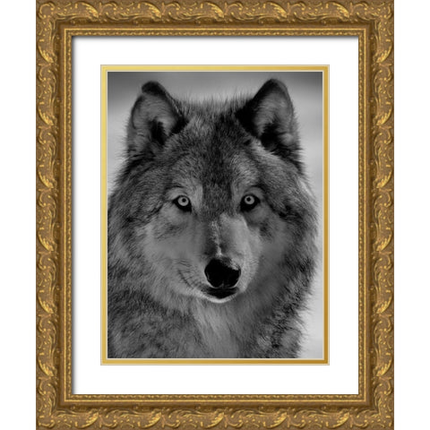 The wolf Gold Ornate Wood Framed Art Print with Double Matting by Chang, Phillip