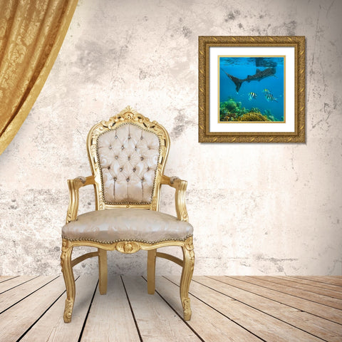 Scissor-tailed sergeant major fish and whale shark-Cebu Island-Philippines Gold Ornate Wood Framed Art Print with Double Matting by Fitzharris, Tim