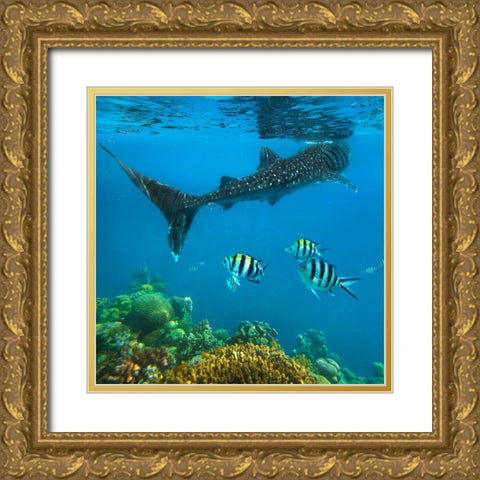 Scissor-tailed sergeant major fish and whale shark-Cebu Island-Philippines Gold Ornate Wood Framed Art Print with Double Matting by Fitzharris, Tim