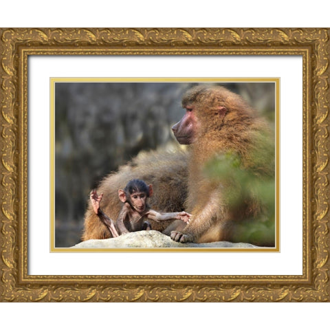 Hamadryas baboon with baby Gold Ornate Wood Framed Art Print with Double Matting by Fitzharris, Tim