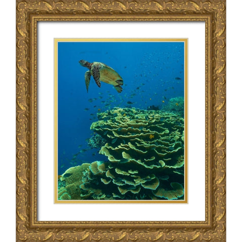 Green sea turtle-butterfly fish and shelf coral-Ningaloo Reef-Australia Gold Ornate Wood Framed Art Print with Double Matting by Fitzharris, Tim