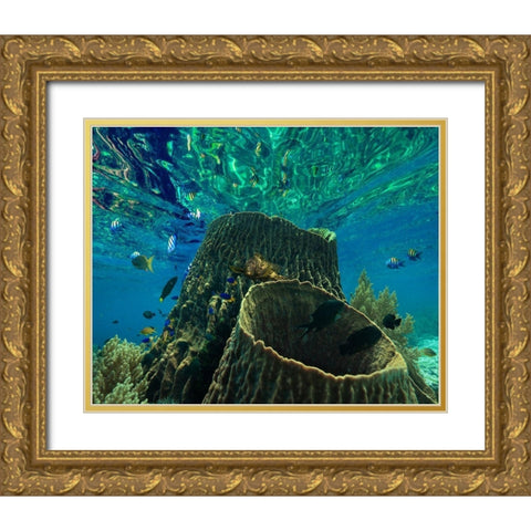 Rockfish and coral-Panglao Island-Philippines Gold Ornate Wood Framed Art Print with Double Matting by Fitzharris, Tim