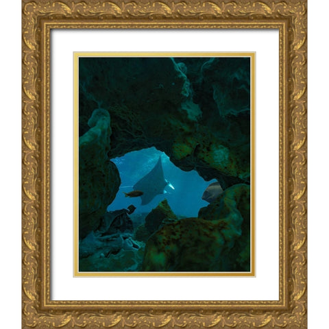 Reef manta ray-Penida Island-Indonesia Gold Ornate Wood Framed Art Print with Double Matting by Fitzharris, Tim
