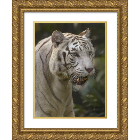 Bengal Tiger White Subspecies Gold Ornate Wood Framed Art Print with Double Matting by Fitzharris, Tim