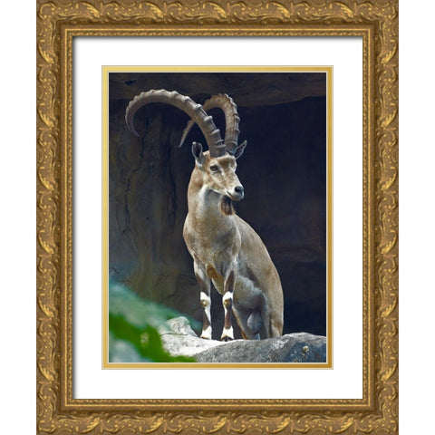 Nubian Ibex Male Gold Ornate Wood Framed Art Print with Double Matting by Fitzharris, Tim