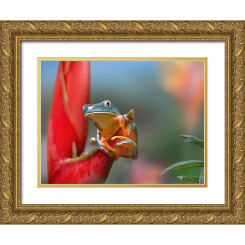 Barred leaf frog Gold Ornate Wood Framed Art Print with Double Matting by Fitzharris, Tim