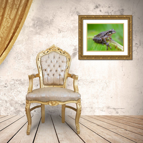 Baudins smilisca tree frog Gold Ornate Wood Framed Art Print with Double Matting by Fitzharris, Tim
