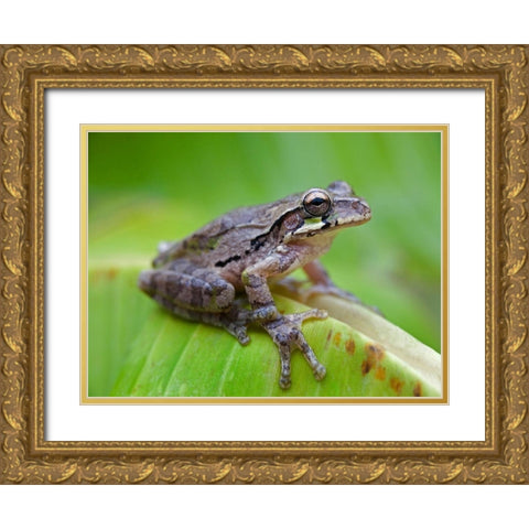 Baudins smilisca tree frog Gold Ornate Wood Framed Art Print with Double Matting by Fitzharris, Tim